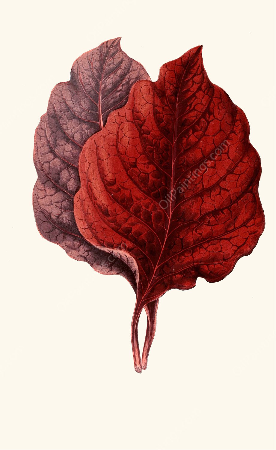 Amarantus Melancholicus  by Edward Joseph Lowe - Hand-Painted Oil Painting Reproduction