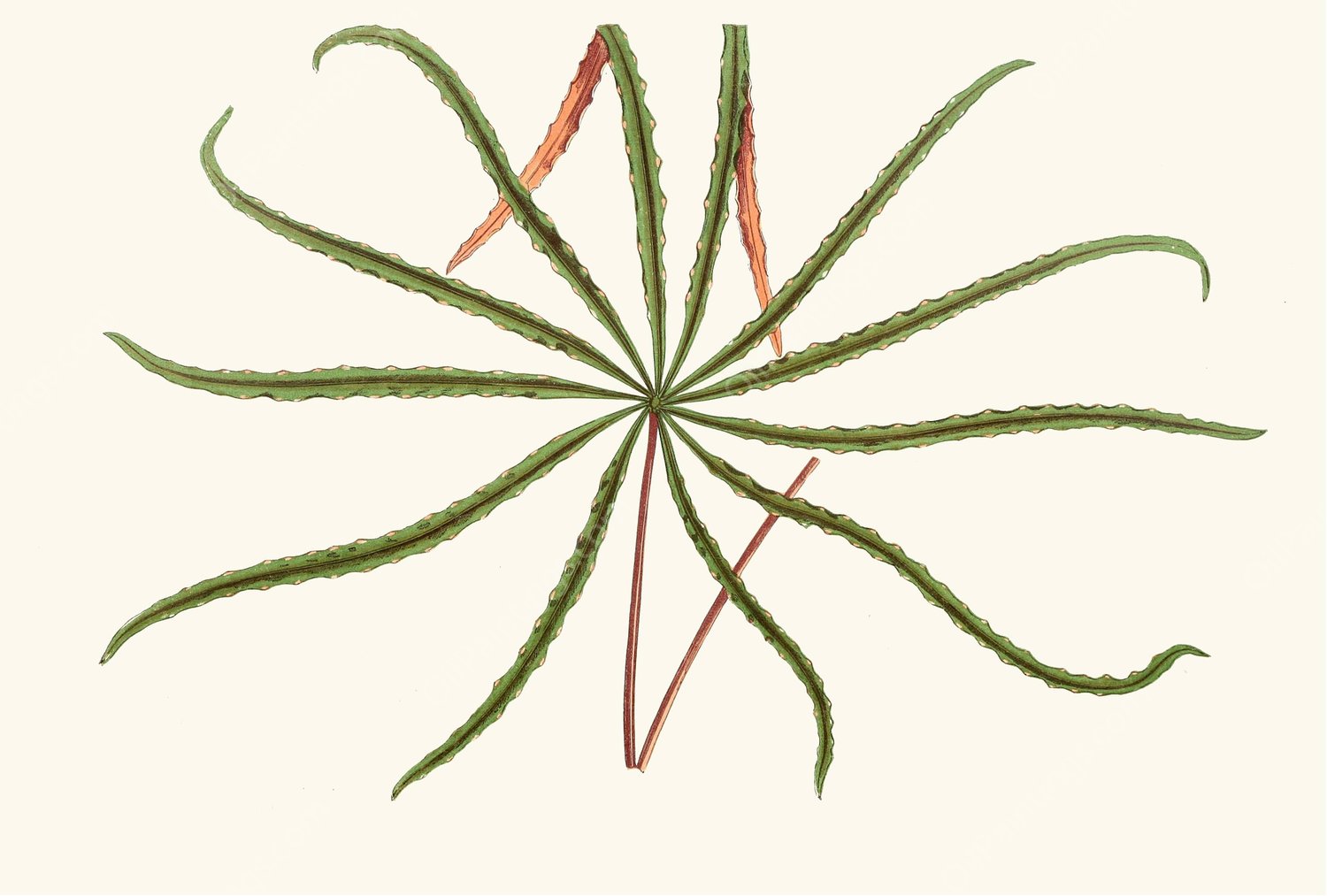 Aralia Veitchii  by Edward Joseph Lowe - Hand-Painted Oil Painting Reproduction