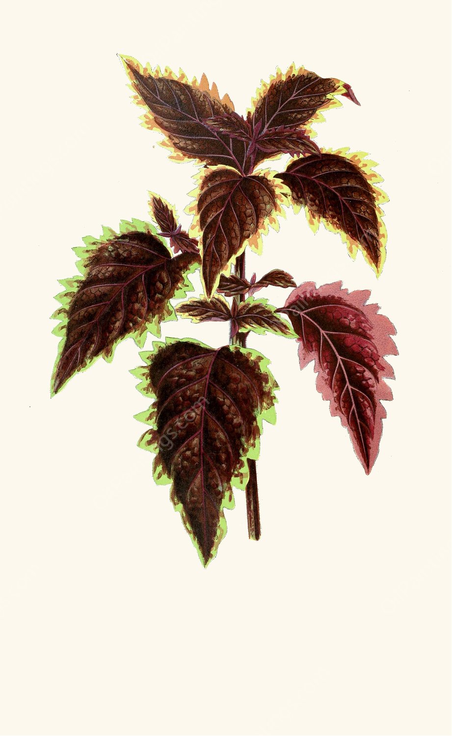 Coleus Verschaffelt  by Edward Joseph Lowe - Hand-Painted Oil Painting Reproduction