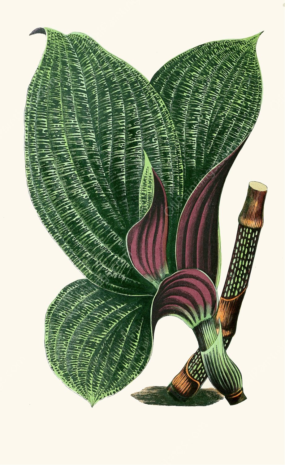 Dichorisandra Mosaica  by Edward Joseph Lowe - Hand-Painted Oil Painting Reproduction