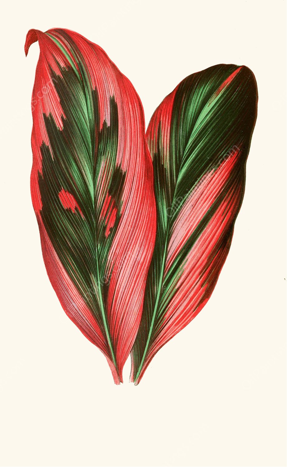 Dracaena Terminalis  by Edward Joseph Lowe - Hand-Painted Oil Painting Reproduction