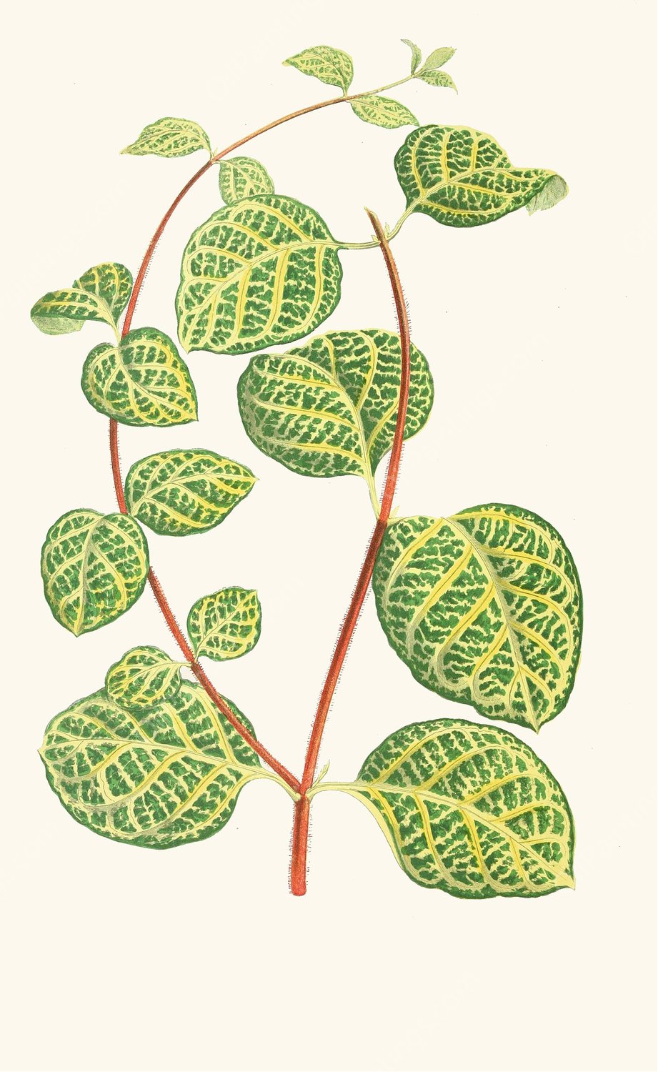 Lonicera Brachypoda  by Edward Joseph Lowe - Hand-Painted Oil Painting Reproduction