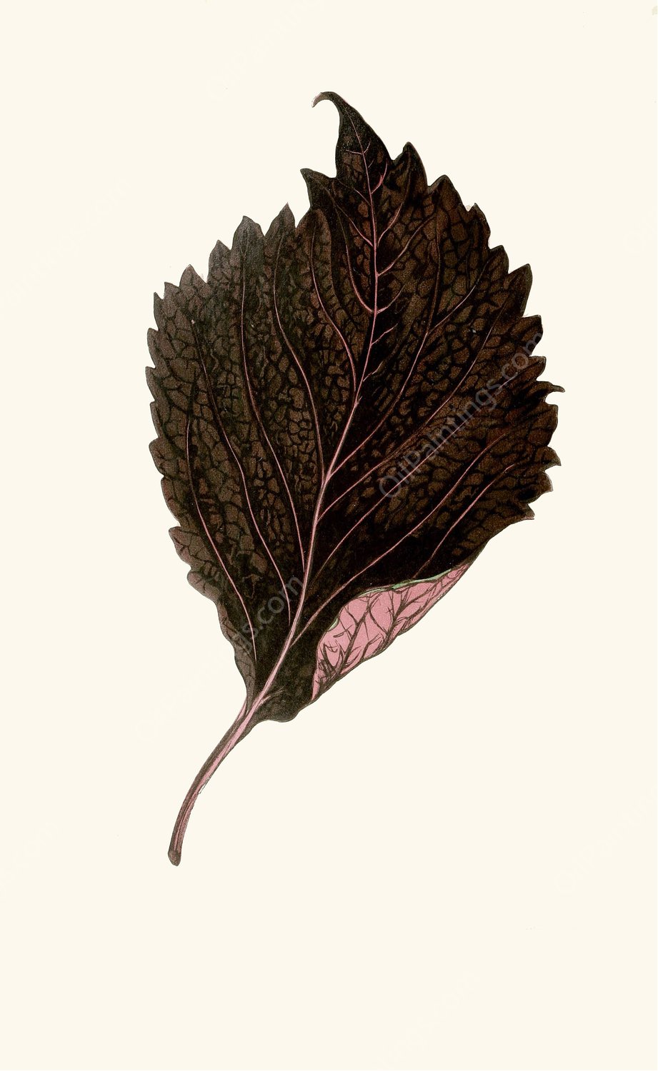 Perilla Nankinensis  by Edward Joseph Lowe - Hand-Painted Oil Painting Reproduction