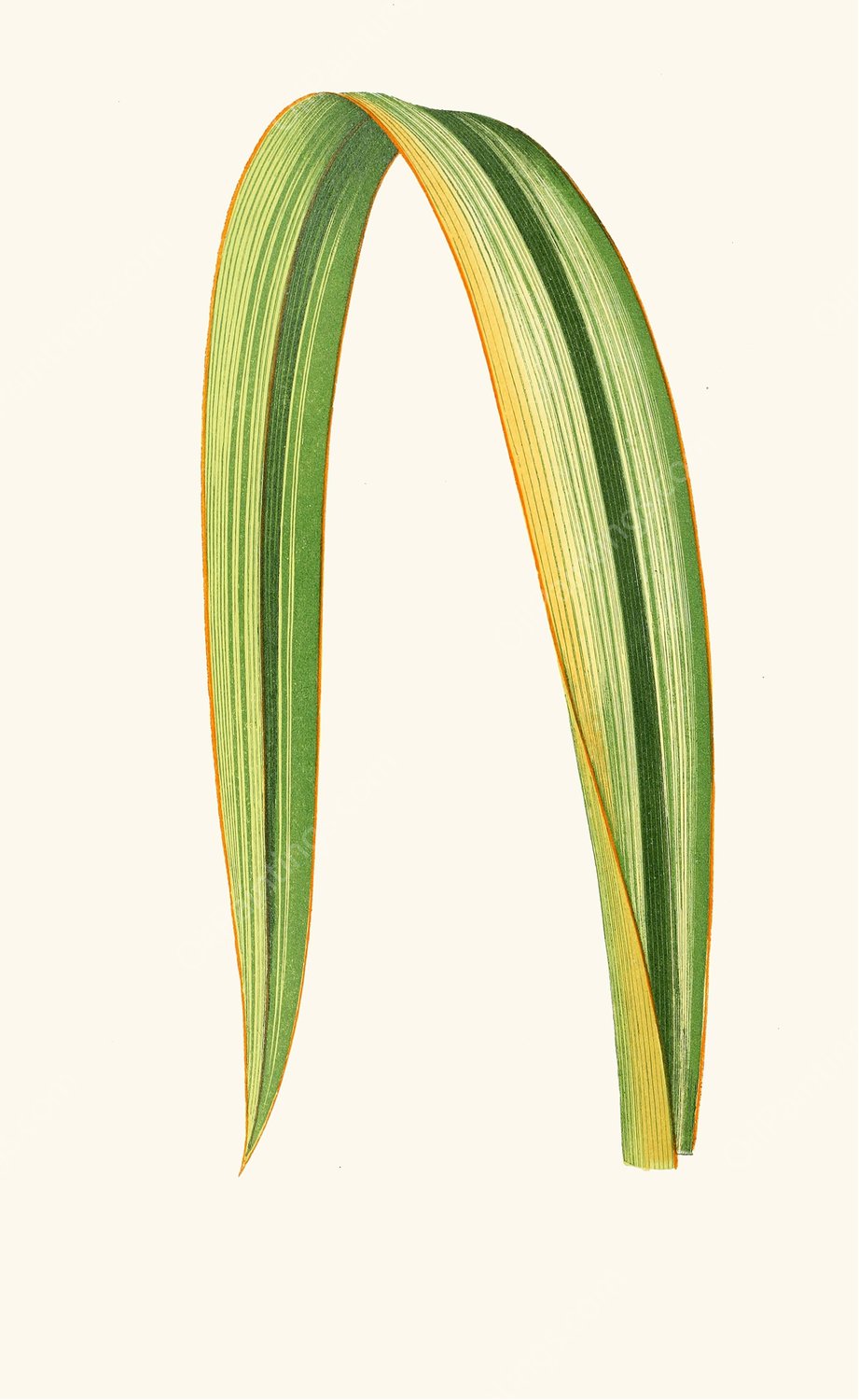 Phormium Tenax  by Edward Joseph Lowe - Hand-Painted Oil Painting Reproduction