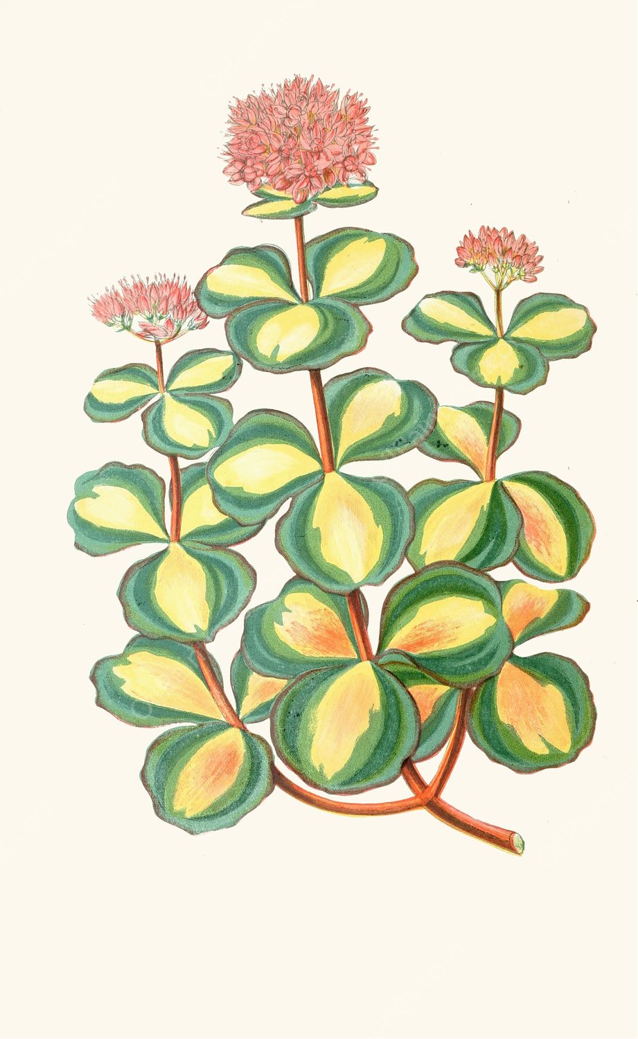 Sedum Sieboldii  by Edward Joseph Lowe - Hand-Painted Oil Painting Reproduction