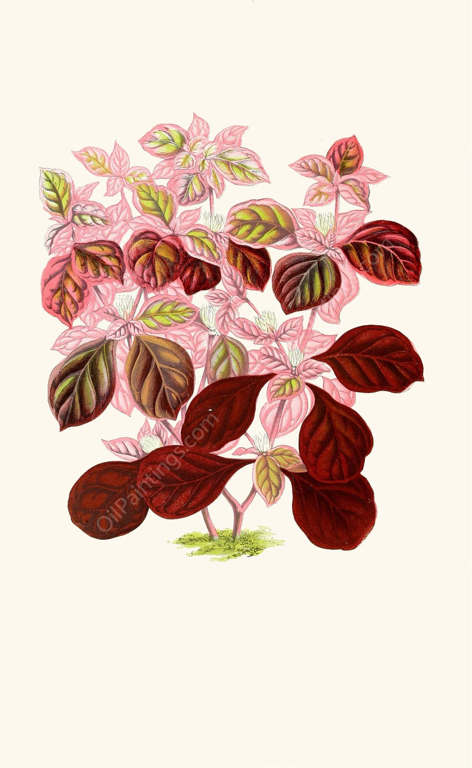 Telanthera Ficoidea  by Edward Joseph Lowe - Hand-Painted Oil Painting Reproduction