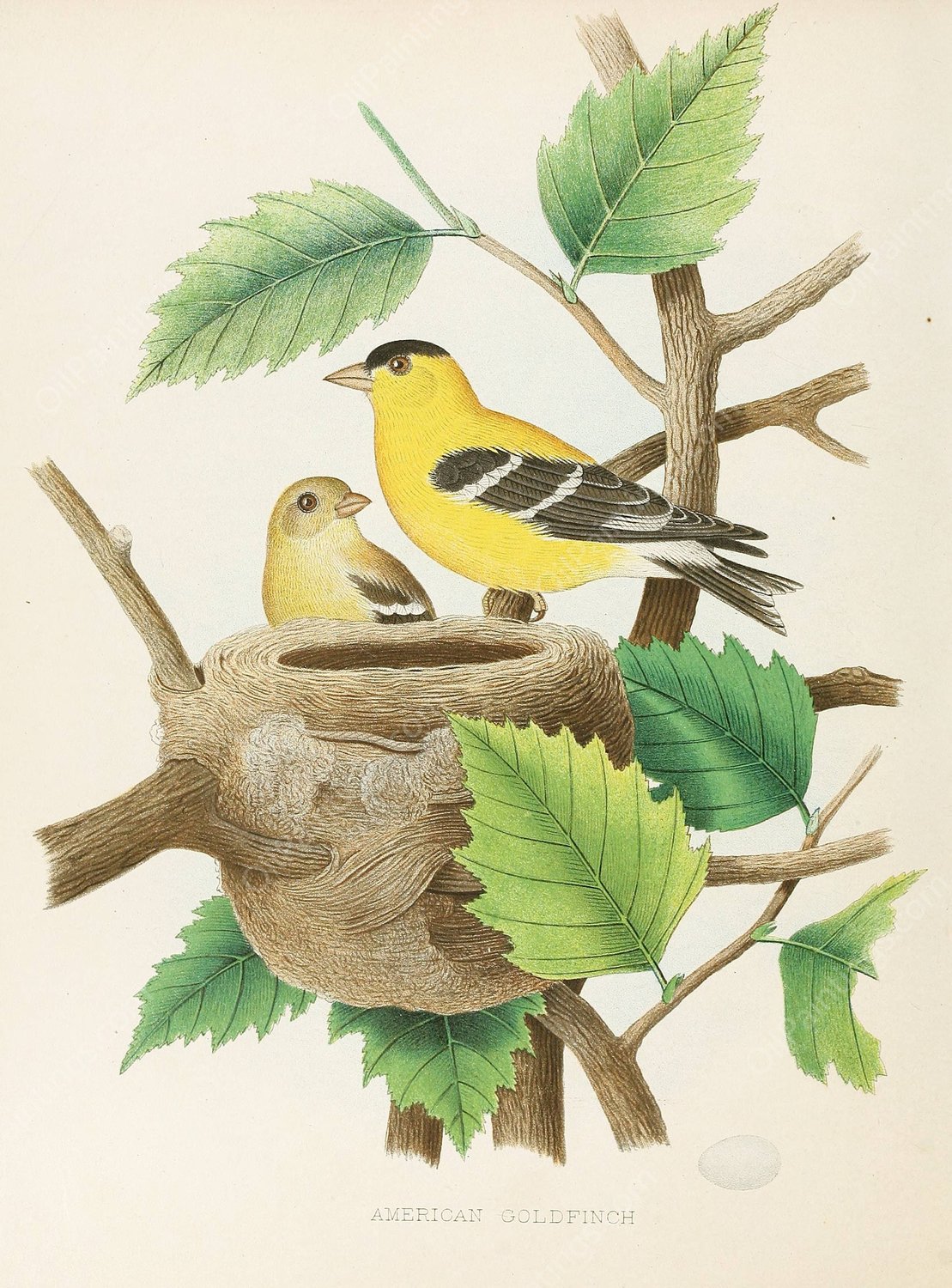 American Goldfinch  by Edwin L. Sheppard - Hand-Painted Oil Painting Reproduction