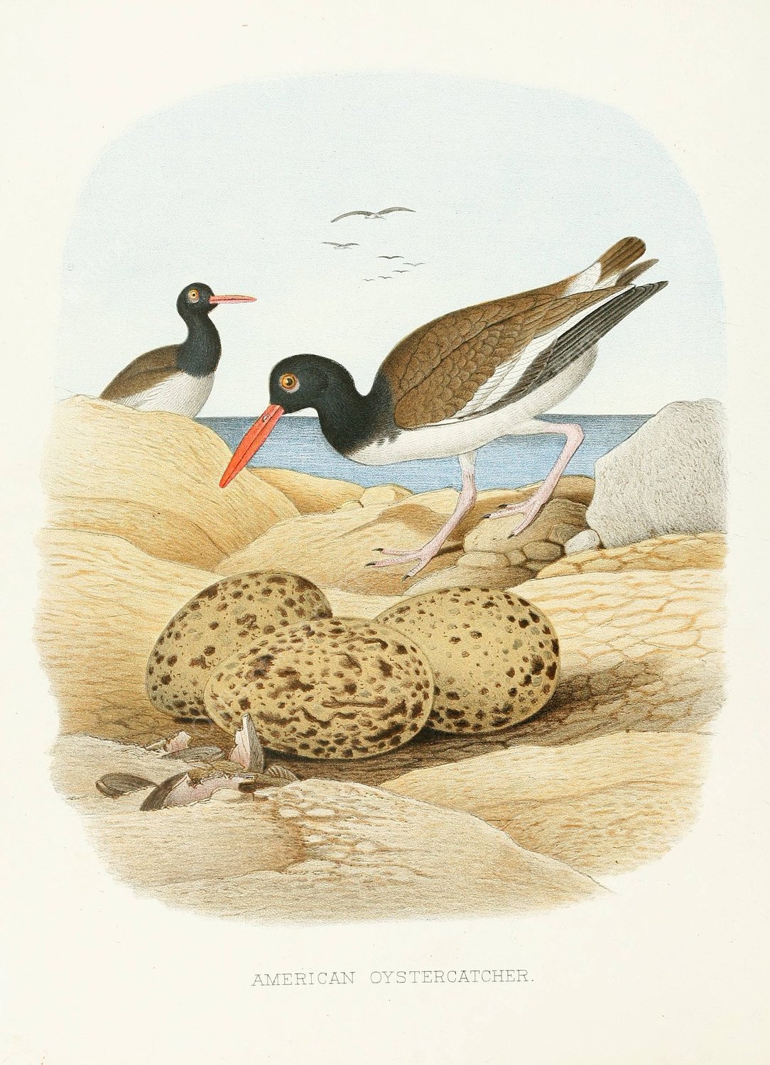American Oystercatcher  by Edwin L. Sheppard - Hand-Painted Oil Painting Reproduction