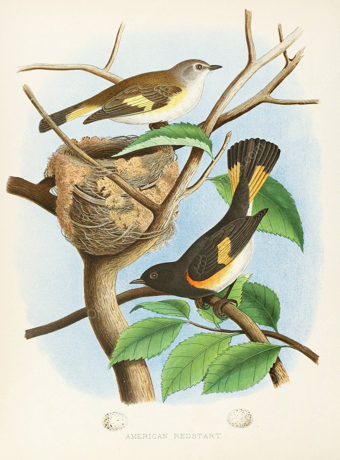 American Redstart  by Edwin L. Sheppard - Hand-Painted Oil Painting Reproduction