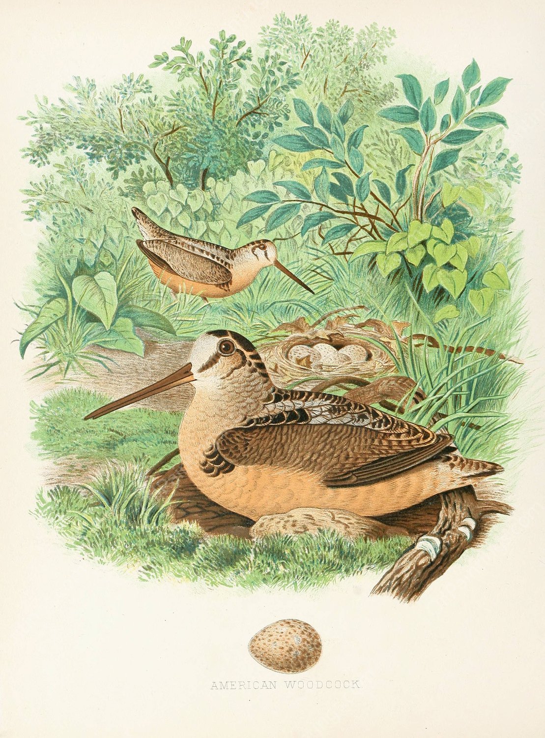 American Woodcock  by Edwin L. Sheppard - Hand-Painted Oil Painting Reproduction