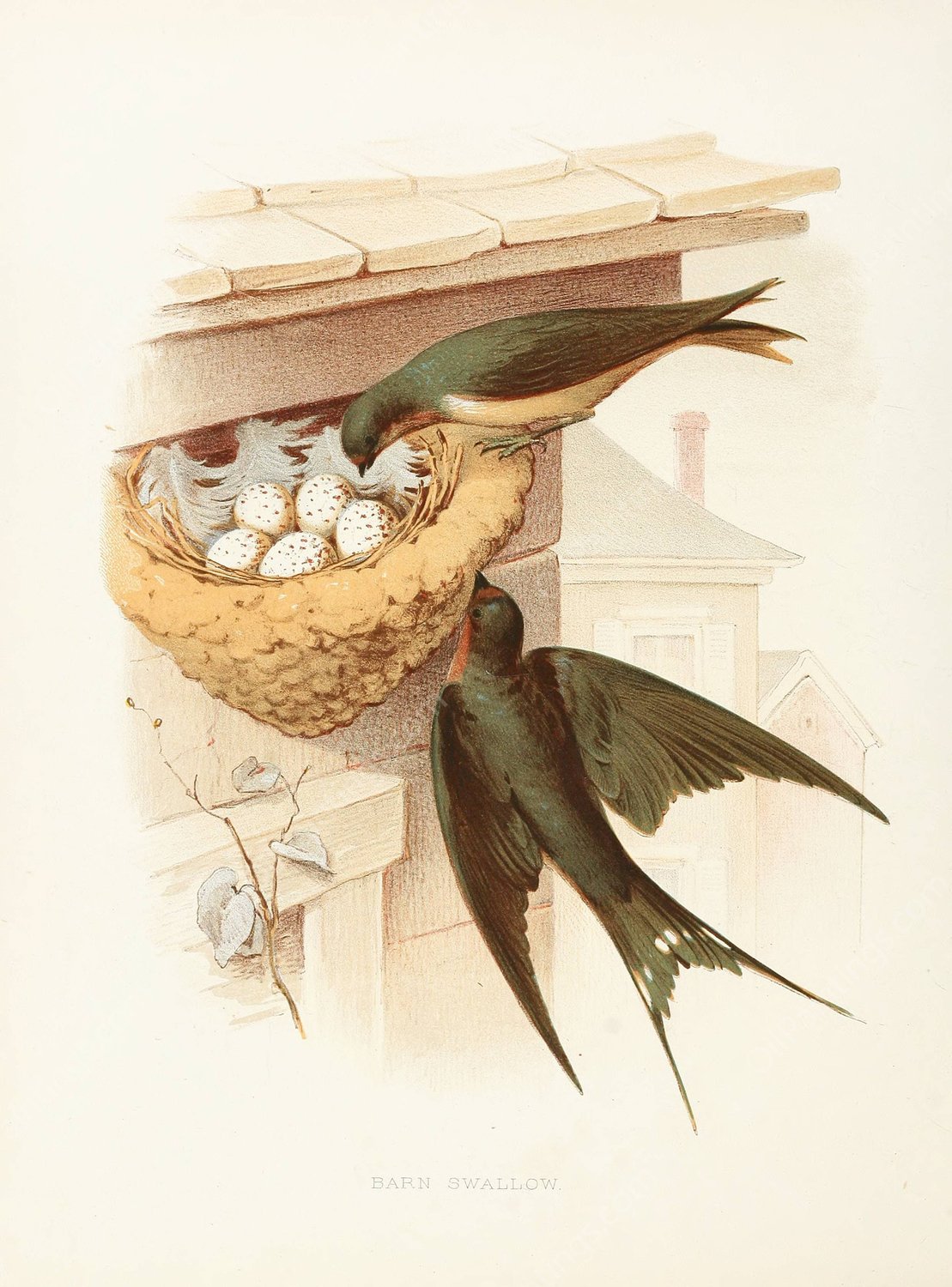 Barn Swallow  by Edwin L. Sheppard - Hand-Painted Oil Painting Reproduction