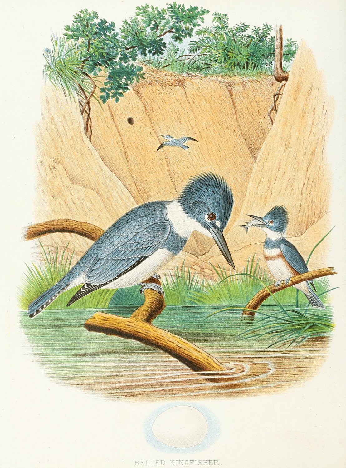 Belted Kingfisher  by Edwin L. Sheppard - Hand-Painted Oil Painting Reproduction