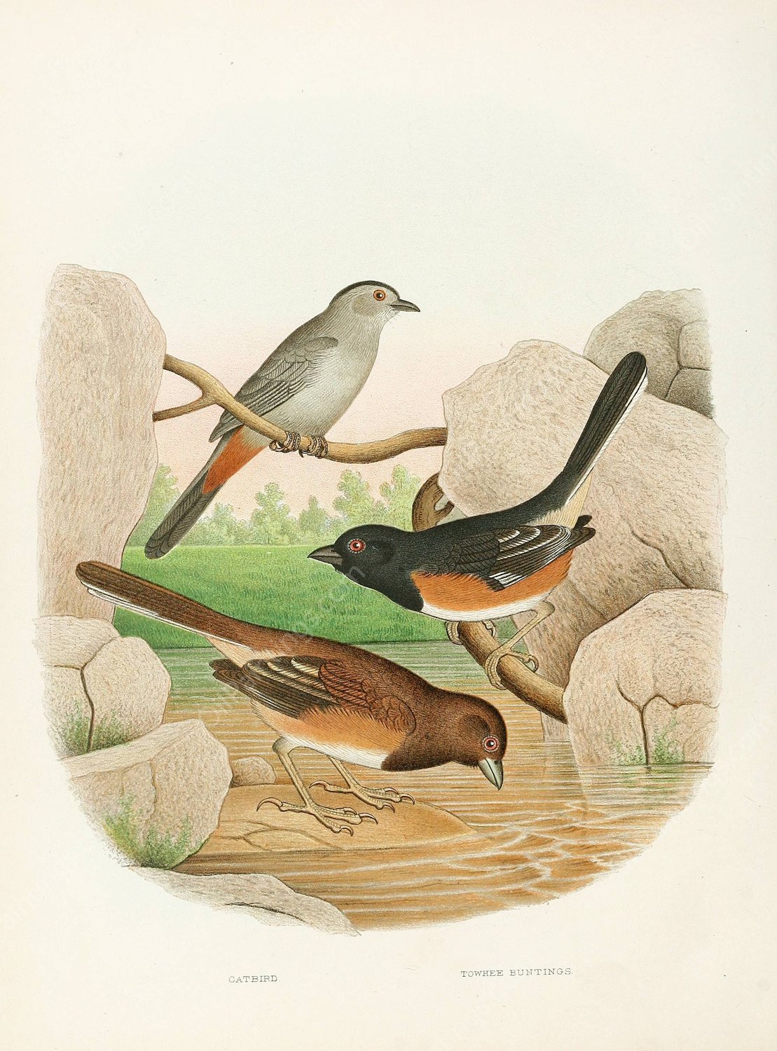 Catbird, Towhee Buntings  by Edwin L. Sheppard - Hand-Painted Oil Painting Reproduction
