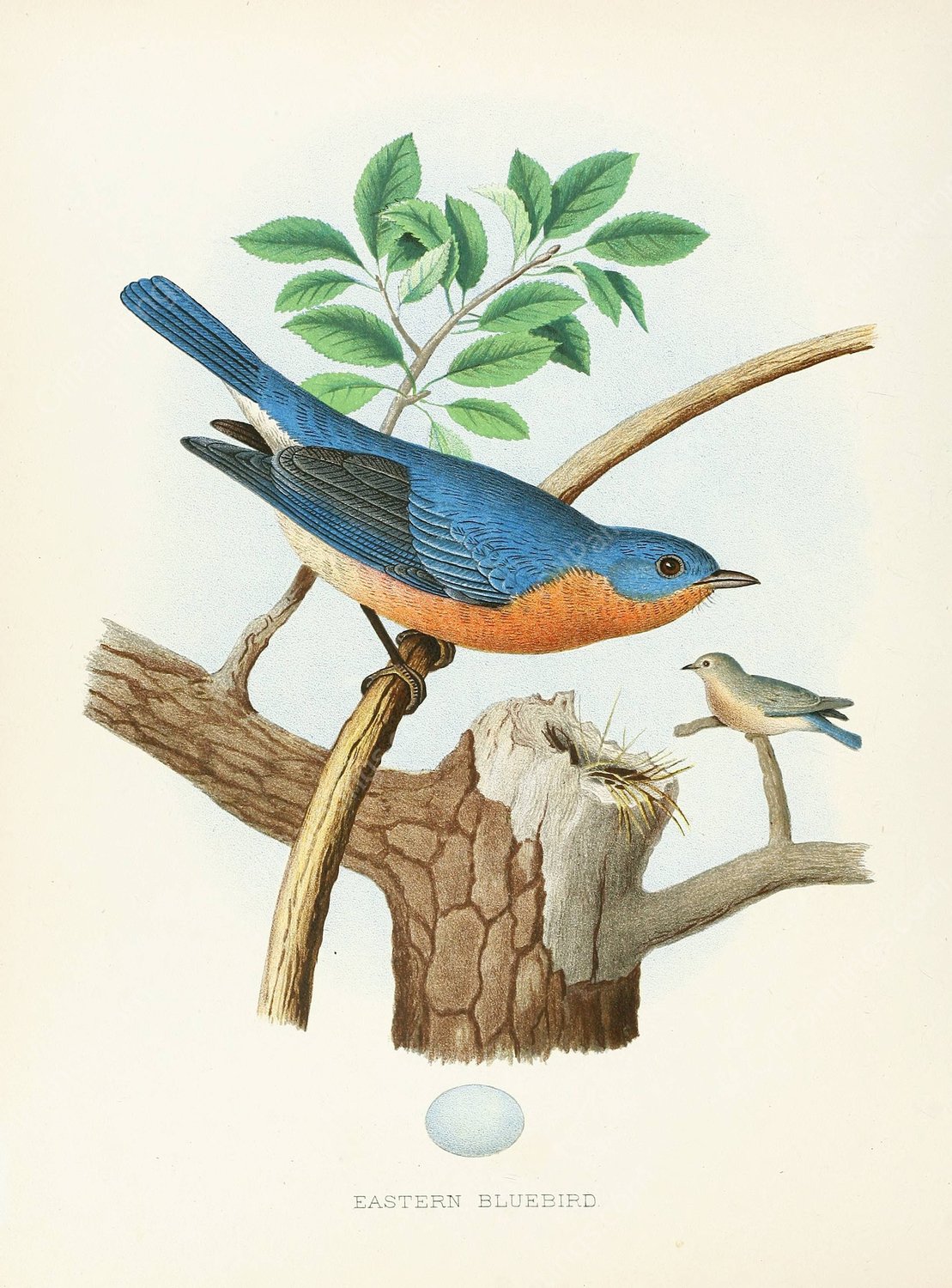 Eastern Bluebird  by Edwin L. Sheppard - Hand-Painted Oil Painting Reproduction