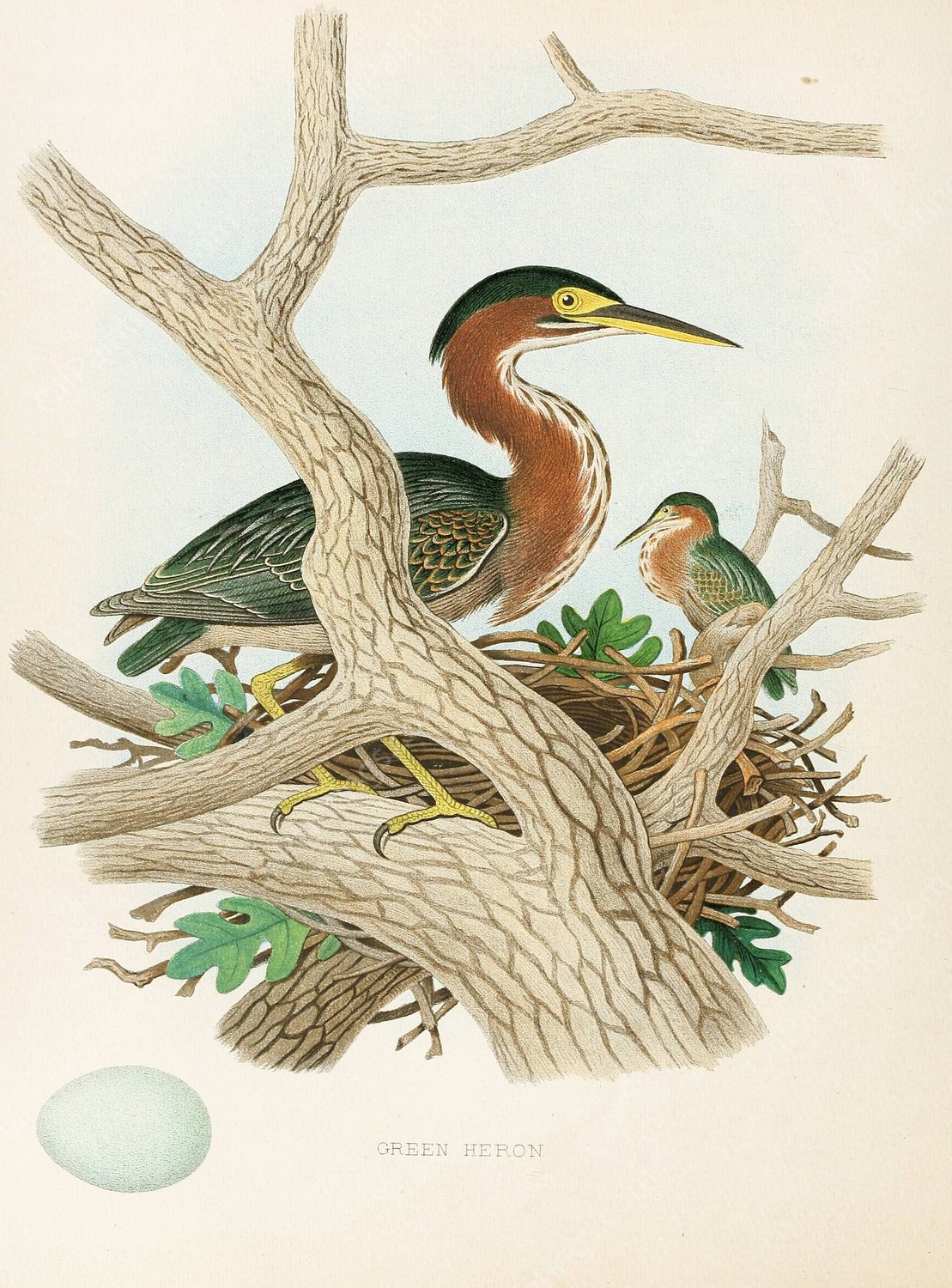Green Heron  by Edwin L. Sheppard - Hand-Painted Oil Painting Reproduction