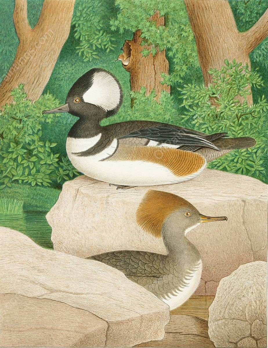 Hooded Sheldrake  by Edwin L. Sheppard - Hand-Painted Oil Painting Reproduction