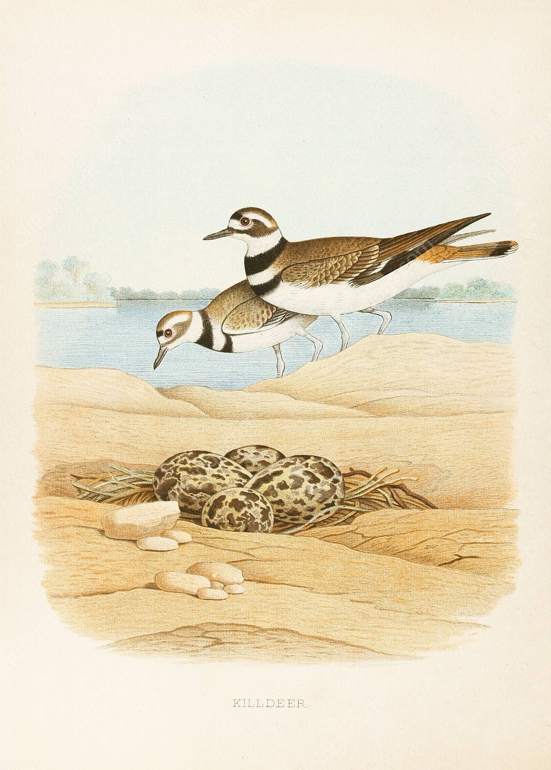 Killdeer  by Edwin L. Sheppard - Hand-Painted Oil Painting Reproduction