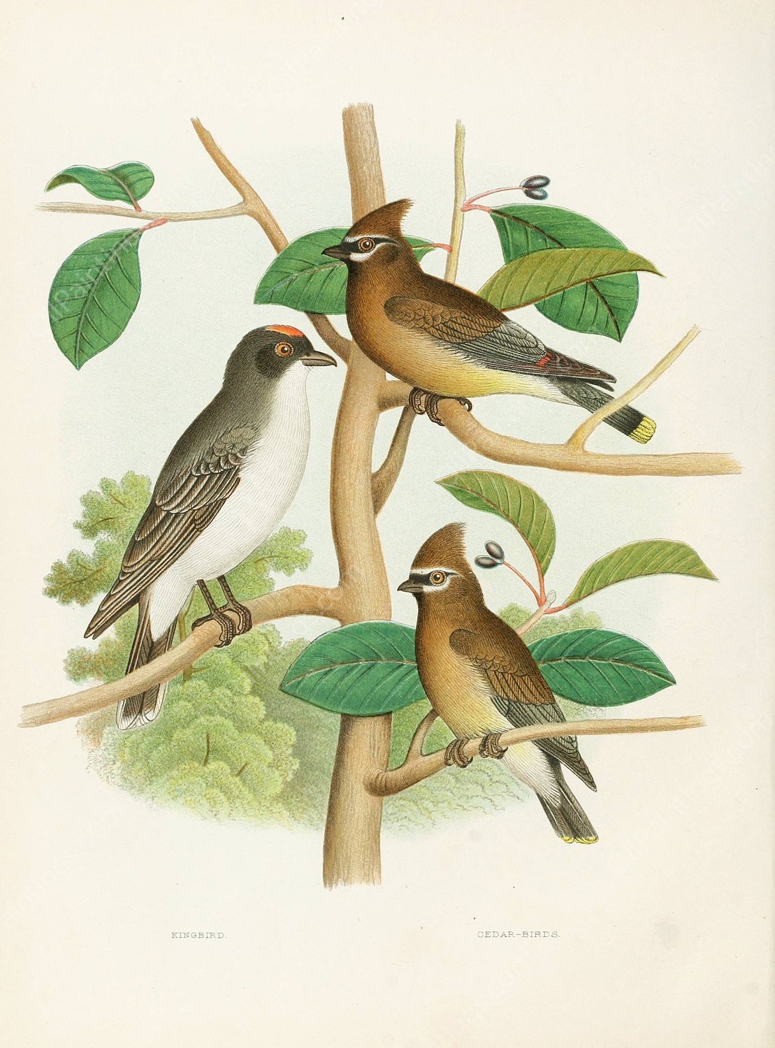 Kingbird, Cedar-birds  by Edwin L. Sheppard - Hand-Painted Oil Painting Reproduction
