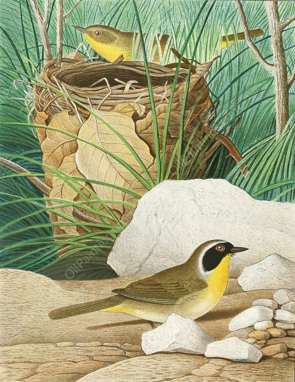Maryland Yellow-throat  by Edwin L. Sheppard - Hand-Painted Oil Painting Reproduction