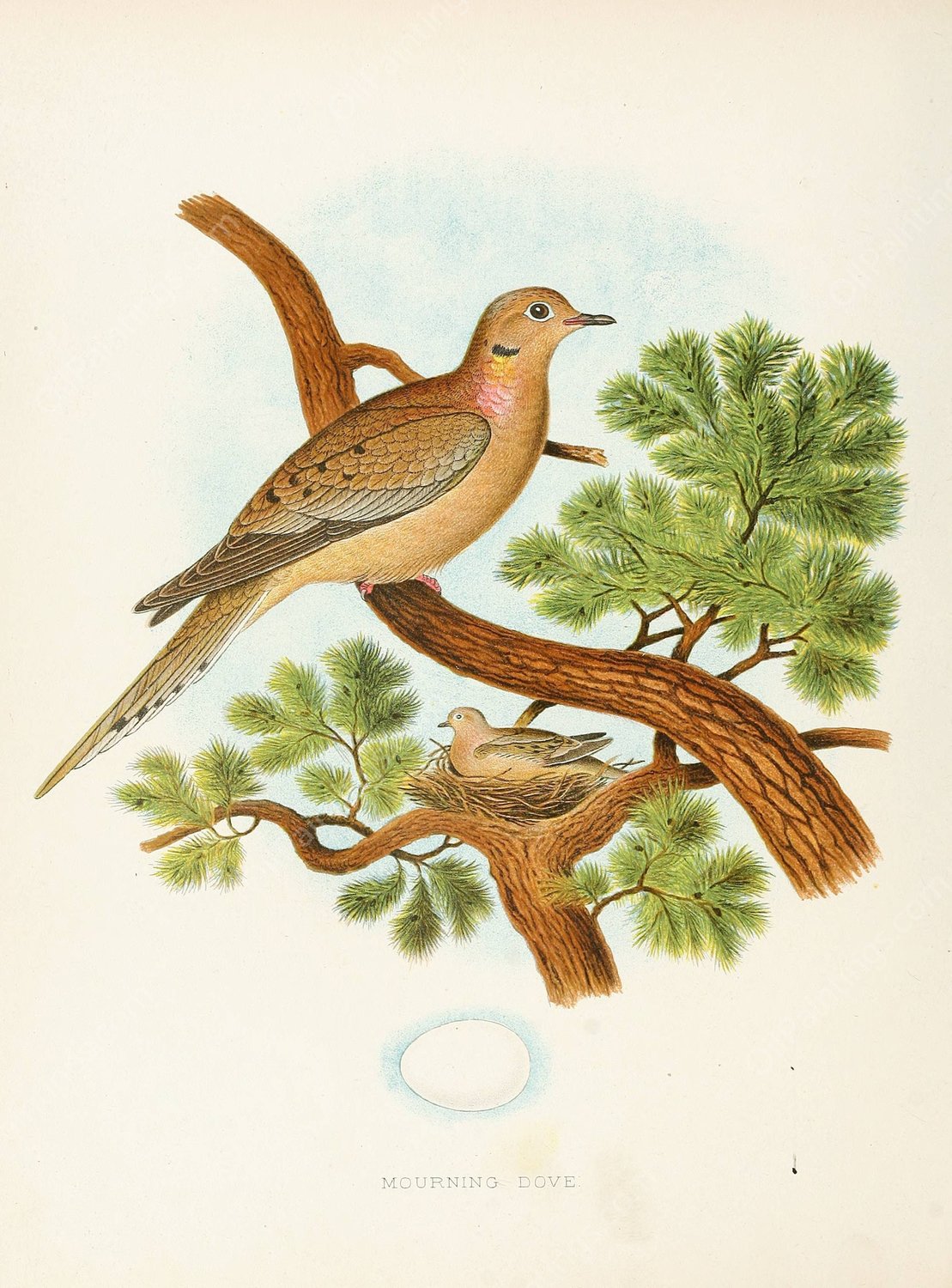 Mourning Dove  by Edwin L. Sheppard - Hand-Painted Oil Painting Reproduction
