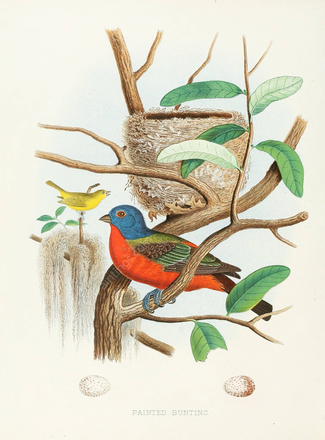 Painted Bunting  by Edwin L. Sheppard - Hand-Painted Oil Painting Reproduction