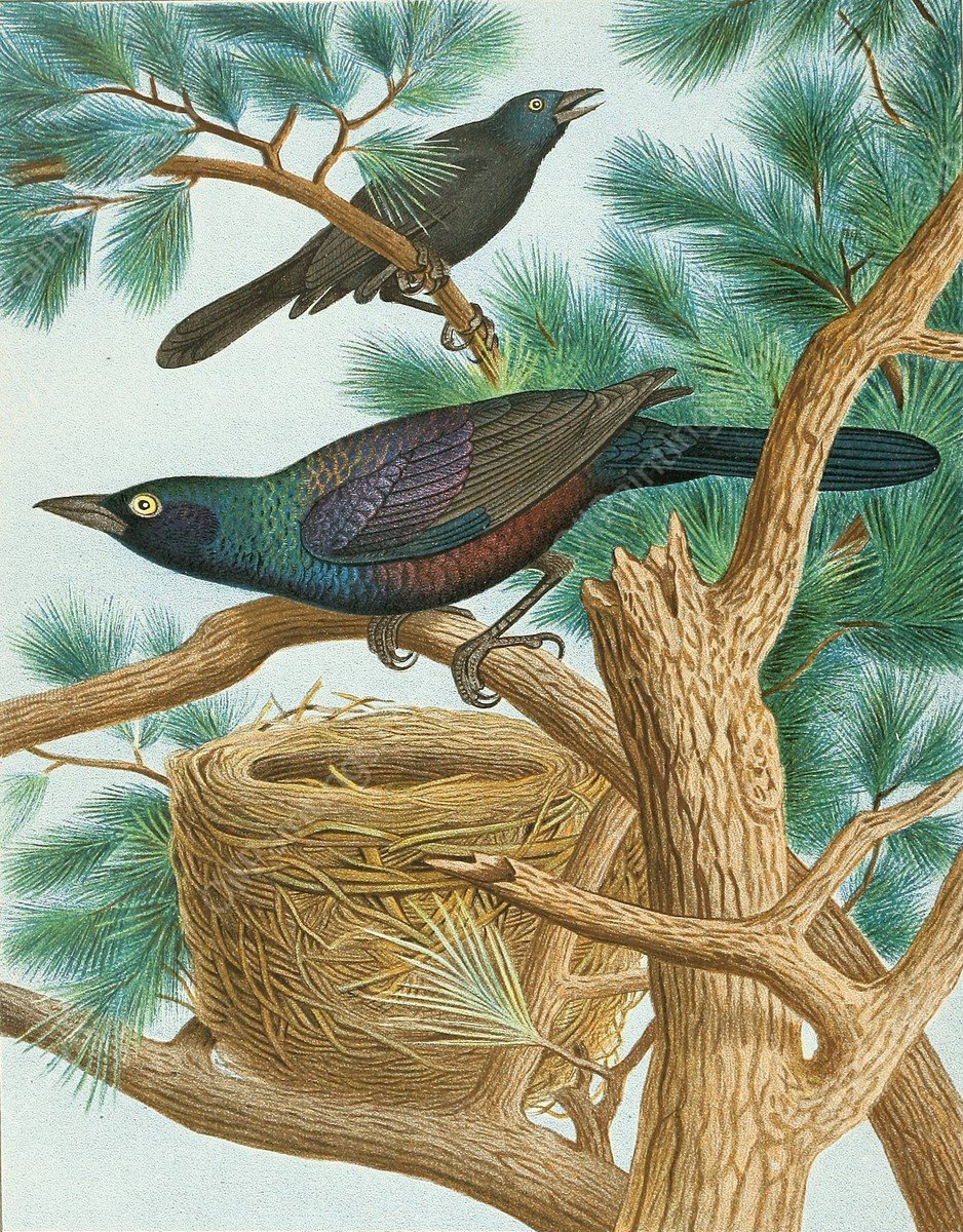 Purple Grackle  by Edwin L. Sheppard - Hand-Painted Oil Painting Reproduction