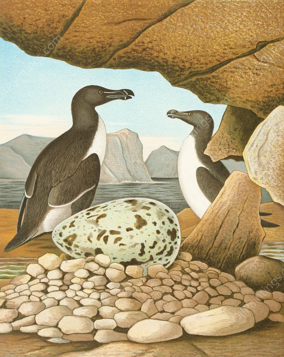 Razor-Billed Auk  by Edwin L. Sheppard - Hand-Painted Oil Painting Reproduction