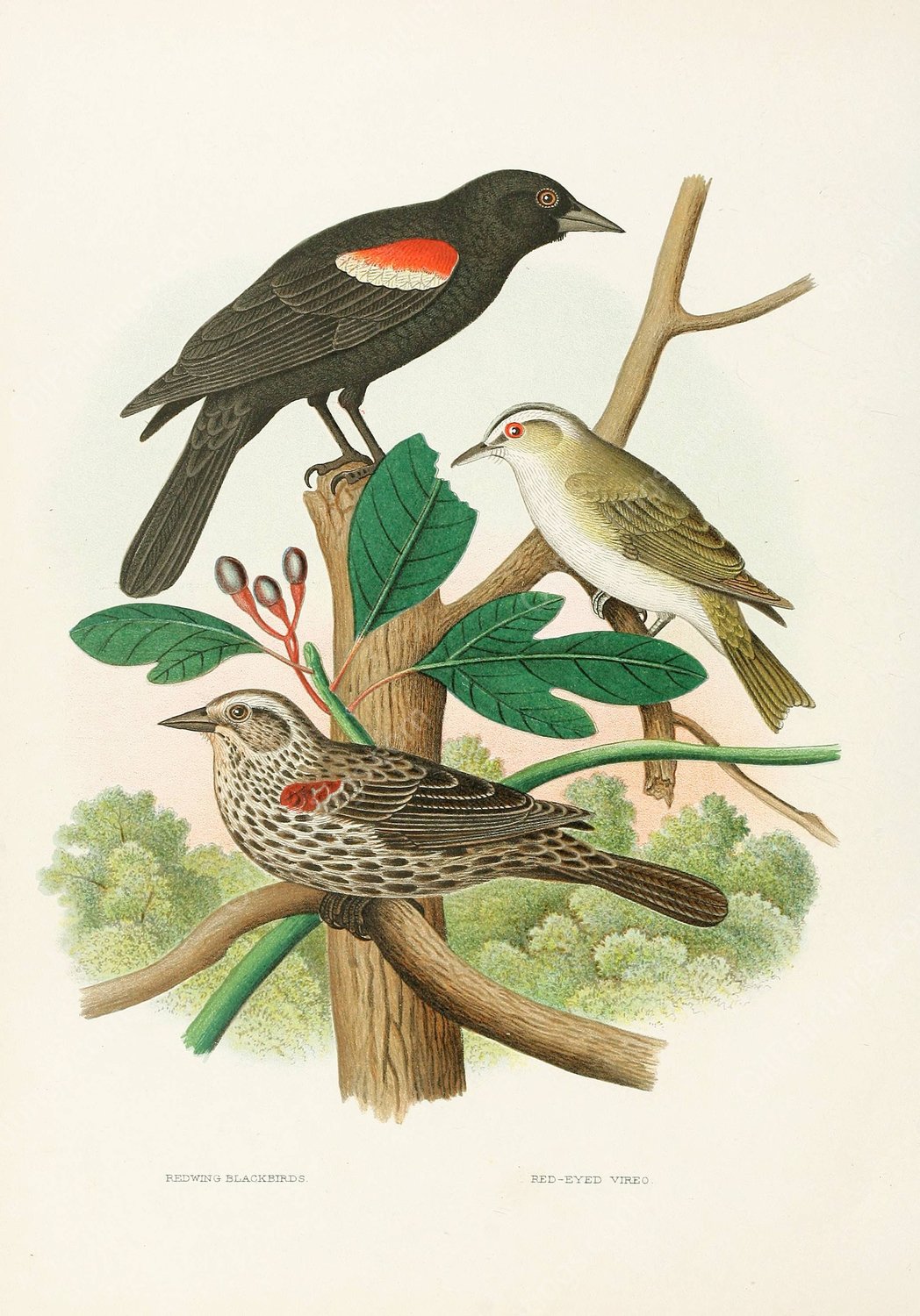 Redwing Blackbird, Red-eyed Vireo  by Edwin L. Sheppard - Hand-Painted Oil Painting Reproduction