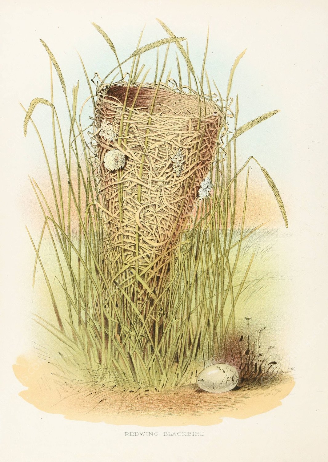 Redwing Blackbird  by Edwin L. Sheppard - Hand-Painted Oil Painting Reproduction