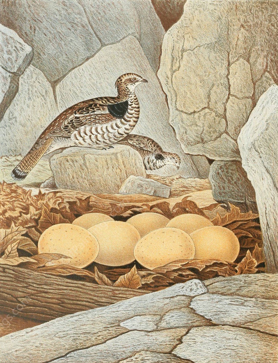Ruffed Grouse  by Edwin L. Sheppard - Hand-Painted Oil Painting Reproduction