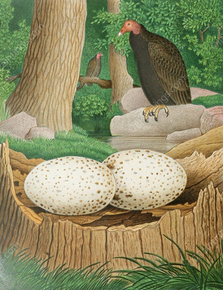 Turkey Buzzard  by Edwin L. Sheppard - Hand-Painted Oil Painting Reproduction