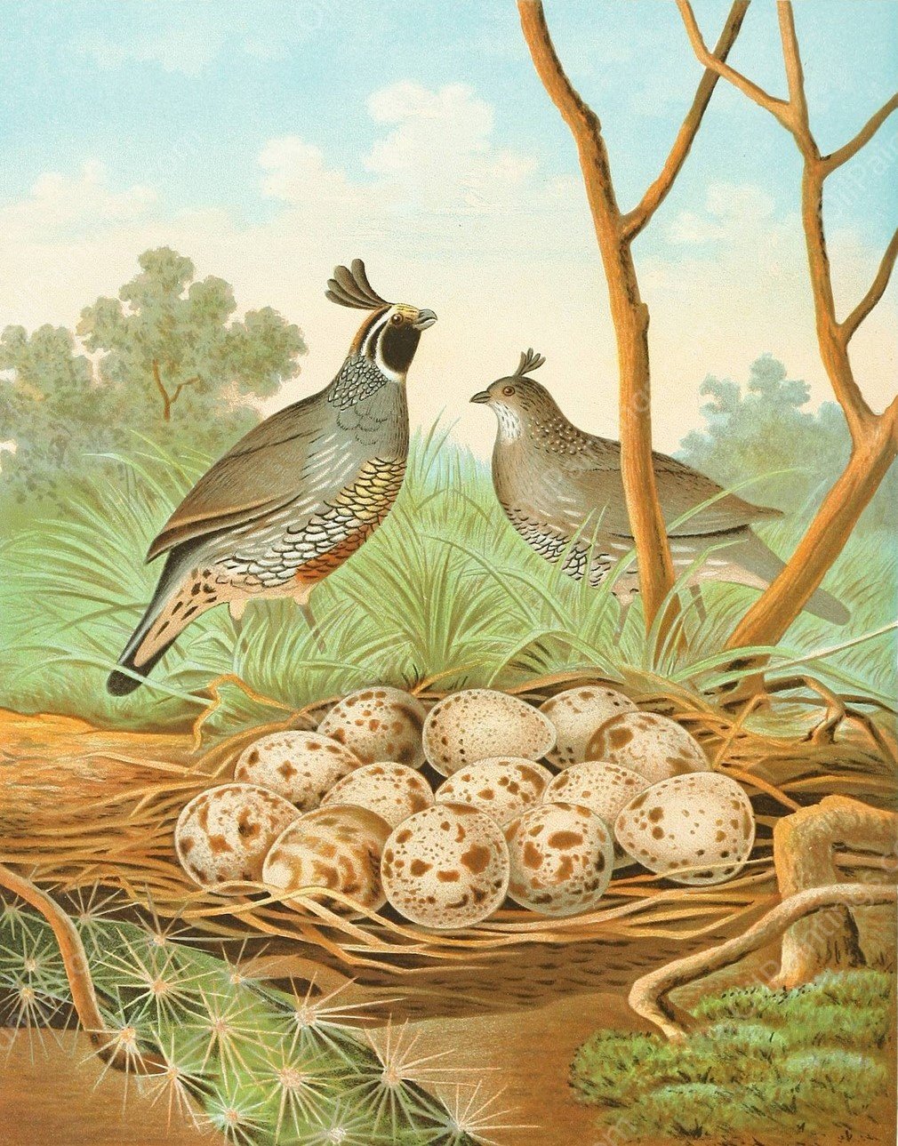 Valley Quail of California  by Edwin L. Sheppard - Hand-Painted Oil Painting Reproduction
