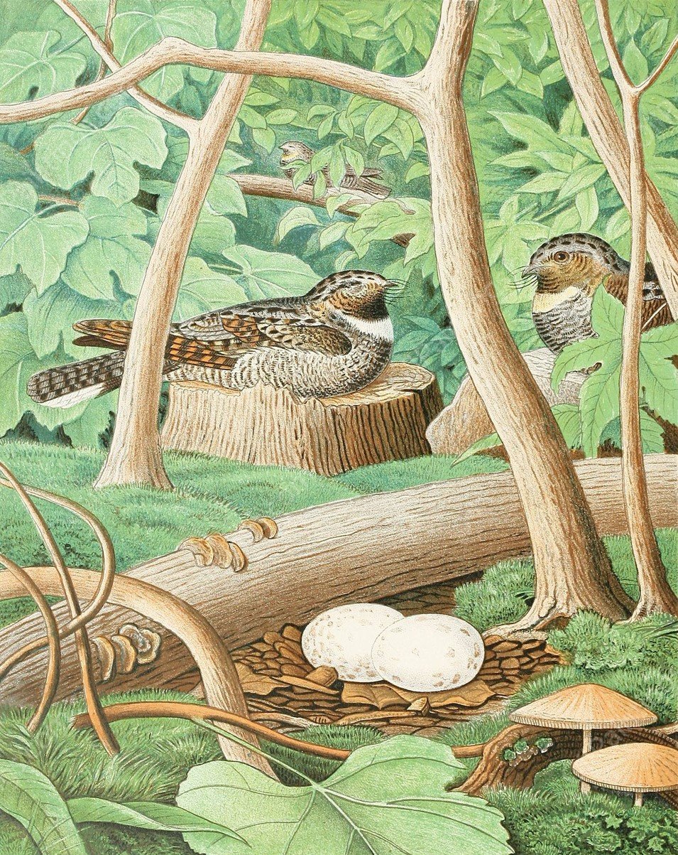 Whippoorwill  by Edwin L. Sheppard - Hand-Painted Oil Painting Reproduction