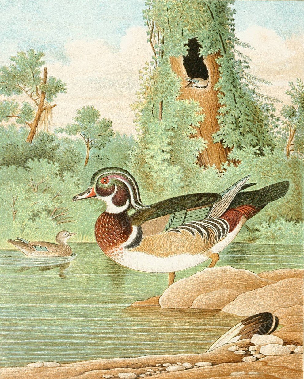 Wood Duck  by Edwin L. Sheppard - Hand-Painted Oil Painting Reproduction
