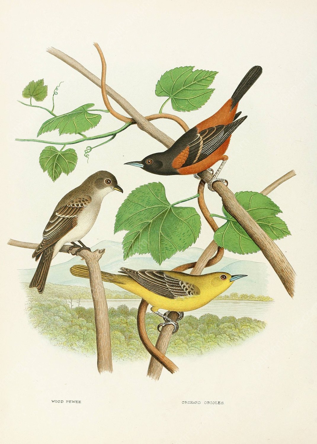 Wood Pewee, Orchard Oriole  by Edwin L. Sheppard - Hand-Painted Oil Painting Reproduction