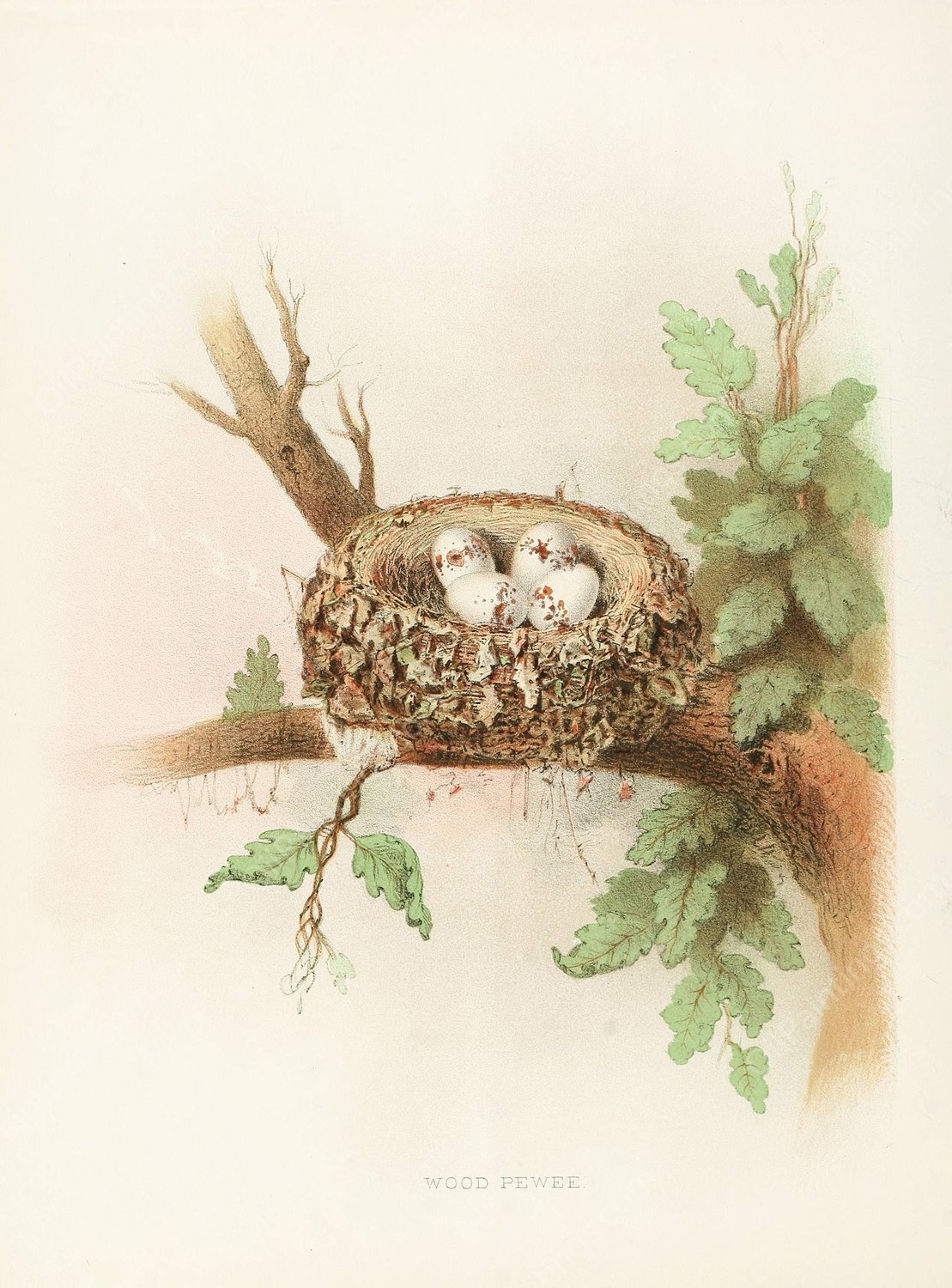 Wood Pewee  by Edwin L. Sheppard - Hand-Painted Oil Painting Reproduction