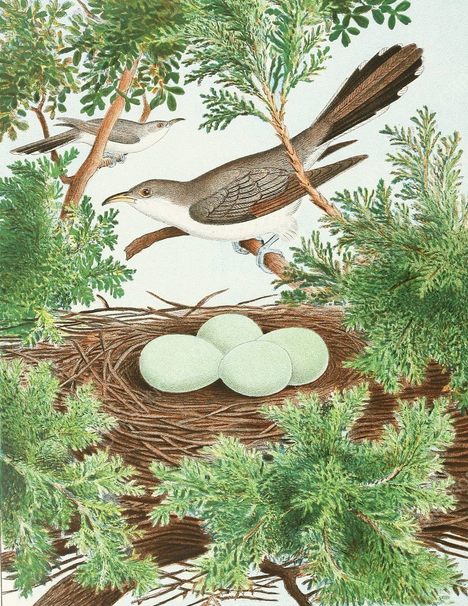 Yellow-Billed Cuckoo  by Edwin L. Sheppard - Hand-Painted Oil Painting Reproduction