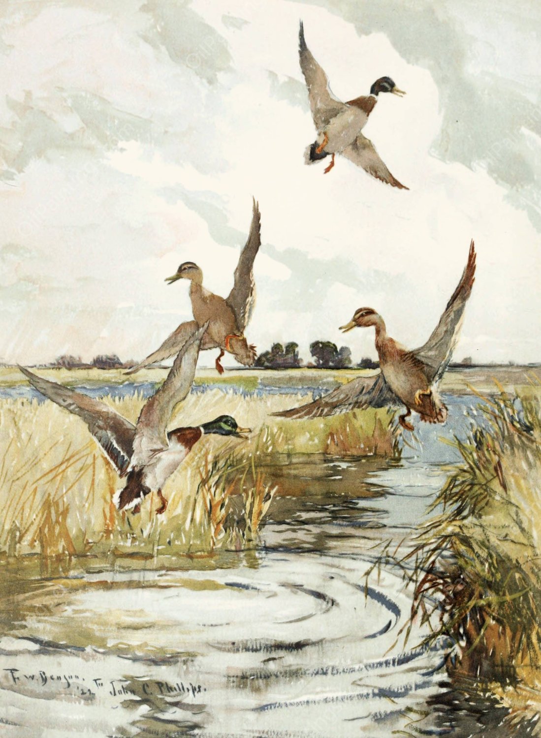 Rising Mallard  by Frank Weston Benson   - Hand-Painted Oil Painting Reproduction