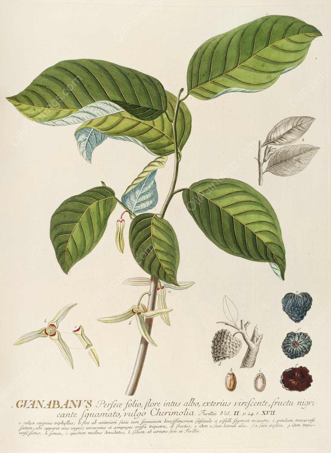 Guanabanus  by Georg Dionysius Ehret - Hand-Painted Oil Painting Reproduction