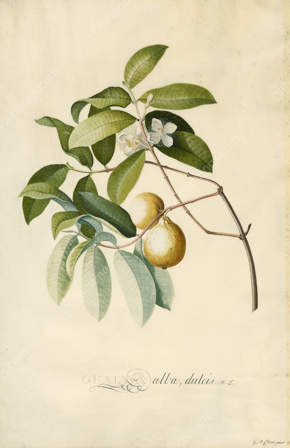 Guava  by Georg Dionysius Ehret - Hand-Painted Oil Painting Reproduction