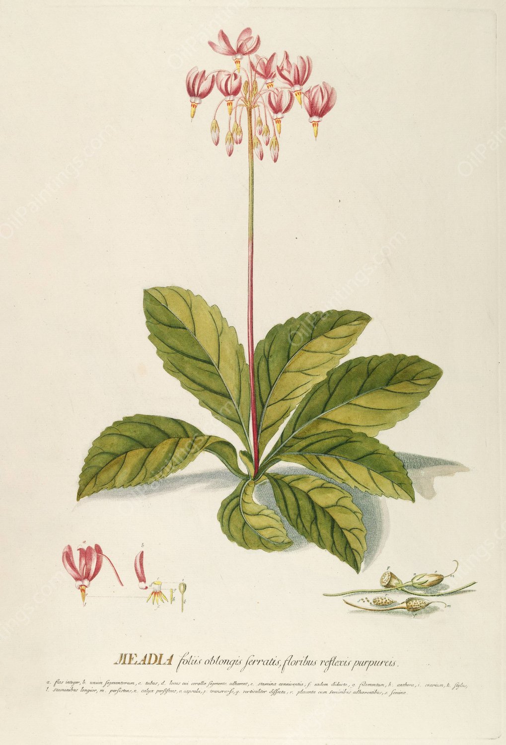 Meadia  by Georg Dionysius Ehret - Hand-Painted Oil Painting Reproduction