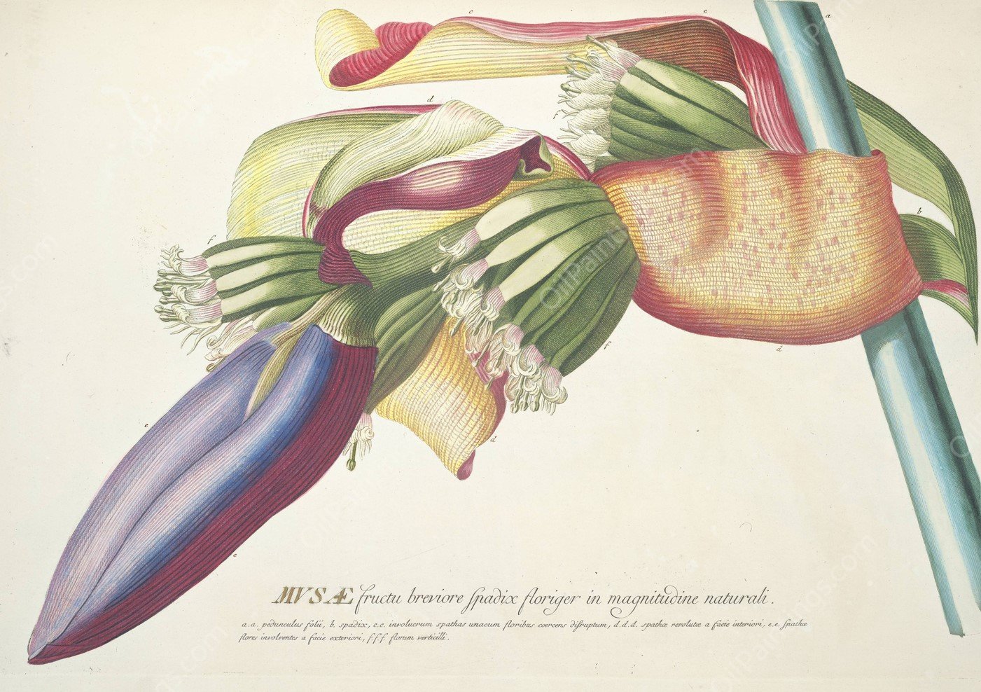 Musae III  by Georg Dionysius Ehret - Hand-Painted Oil Painting Reproduction