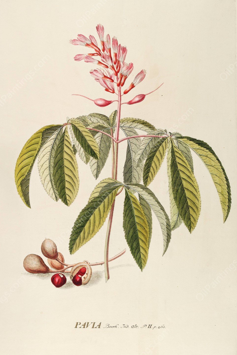 Pavia  by Georg Dionysius Ehret - Hand-Painted Oil Painting Reproduction