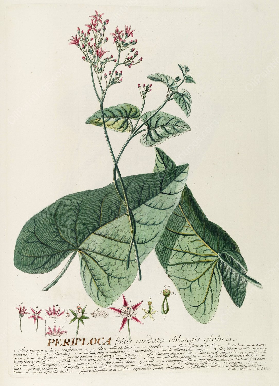 Periploca  by Georg Dionysius Ehret - Hand-Painted Oil Painting Reproduction