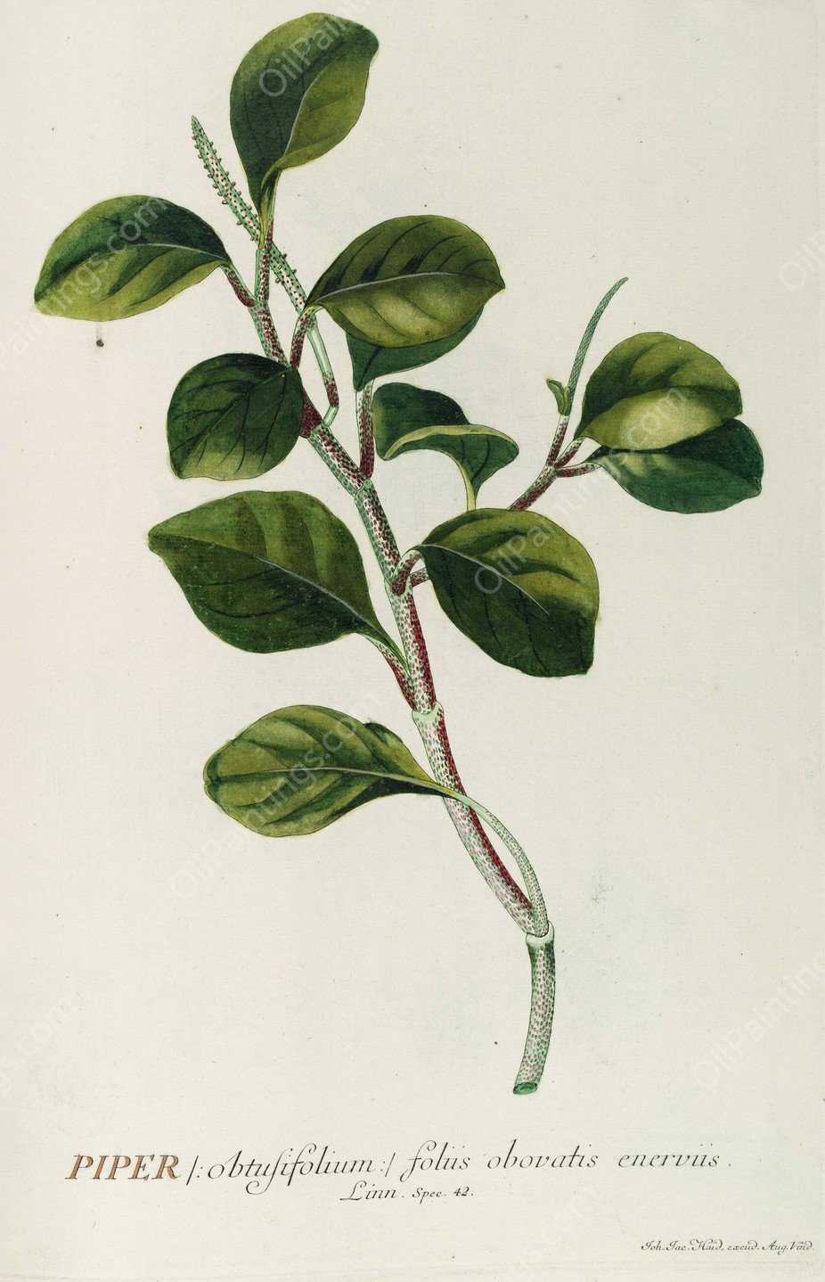 Piper  by Georg Dionysius Ehret - Hand-Painted Oil Painting Reproduction