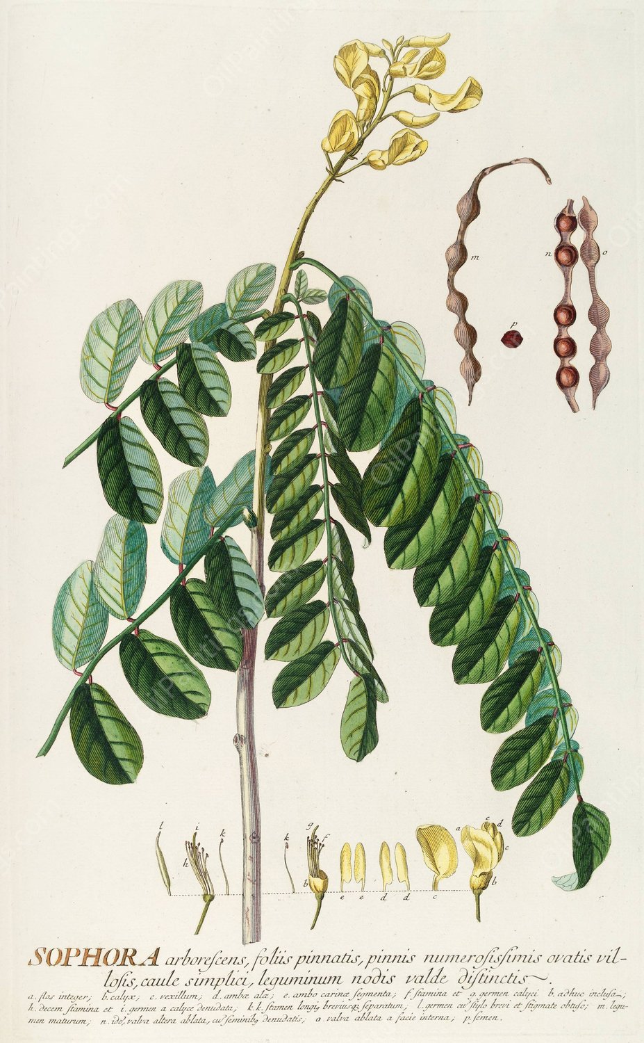 Sophora  by Georg Dionysius Ehret - Hand-Painted Oil Painting Reproduction