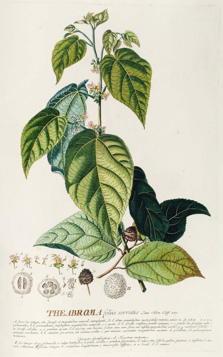 Theabroma  by Georg Dionysius Ehret - Hand-Painted Oil Painting Reproduction