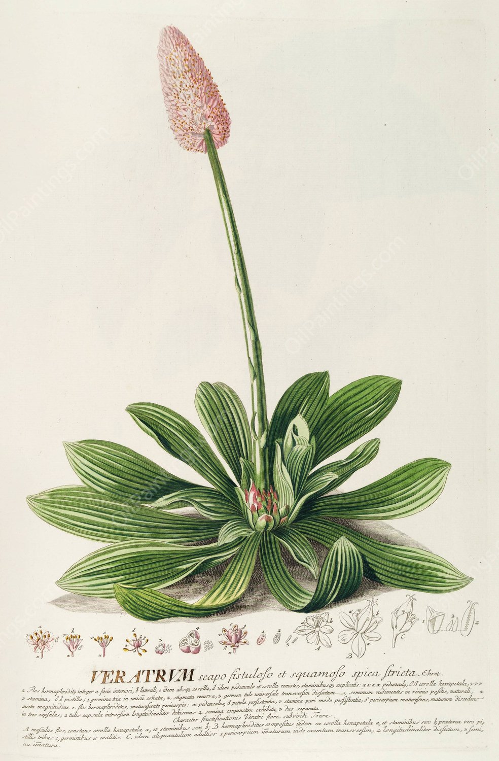 Veratrum  by Georg Dionysius Ehret - Hand-Painted Oil Painting Reproduction