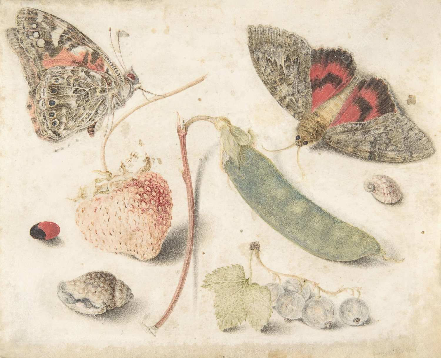 Studies of Fruits, Insects and Shells  by Georg Flegel - Hand-Painted Oil Painting Reproduction