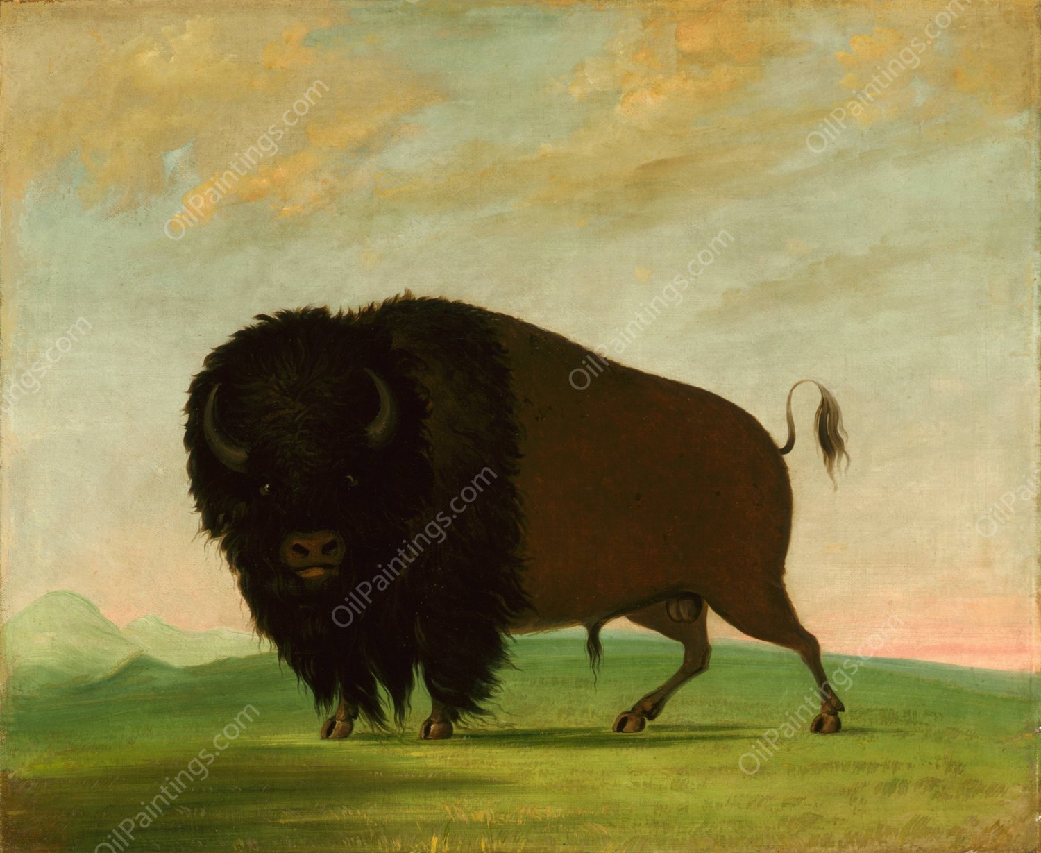 Buffalo Bull, Grazing on the Prairie  by George Catlin - Hand-Painted Oil Painting Reproduction